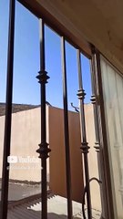🌄🕊️ Misterios del Cerro_ Palomas y Sombras Aladas en Tijuana ✨🐦 #Shorts