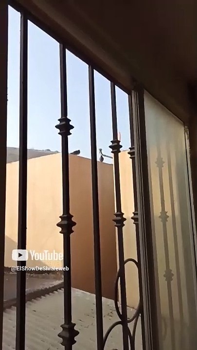 🐦✨ Misterios del Cerro_ Palomas y Seres Alados en Acción 🌄🕊️ #Shorts