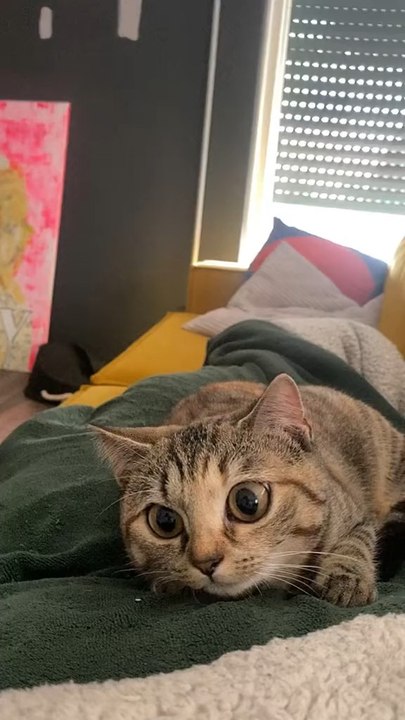 Big eyes sooo cute