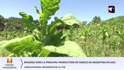 Misiones será la principal productora de tabaco de Argentina en 2025