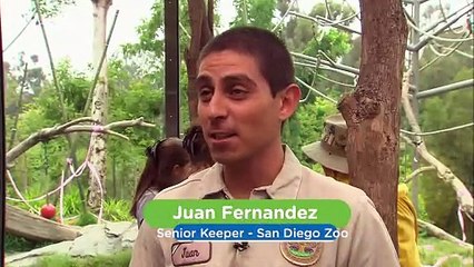 Is This One of the First Orangutan’s Ever to have Open Heart Surgery?