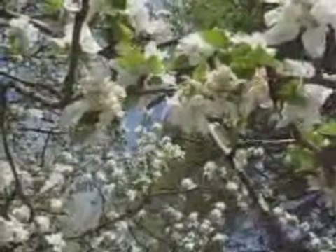 Cerisiers roses et pommiers blancs