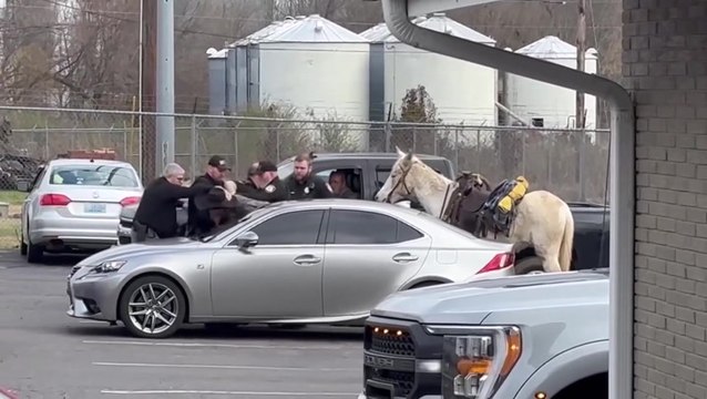 Man riding mule tased and arrested by Kentucky police