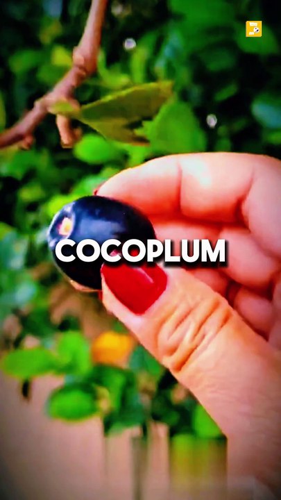 The MOST EXCLUSIVE Facts About Foods on the Planet !