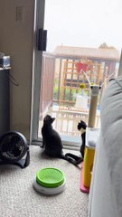 My kittens recently saw rain for the first time