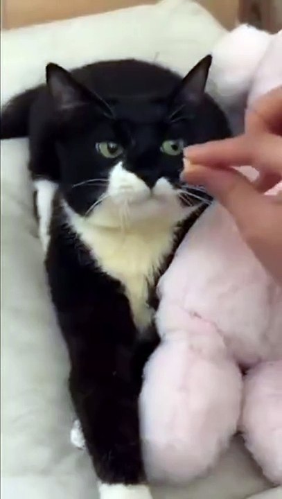 Feeding a cat