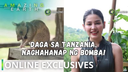 Amazing Earth: Magawa, a RAT-tastic bomb hunter in Cambodia! (Online Exclusives)