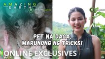 Amazing Earth: Ang pet na daga, p'wedeng maging talentadong Pinoy?! (Online Exclusives)