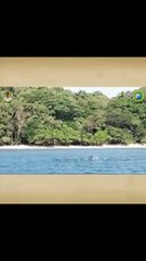 Lumba - Lumba Hidung Botol Ujung Kulon
