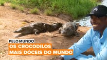 Pelo Mundo: Conheça os crocodilos mais dóceis do mundo