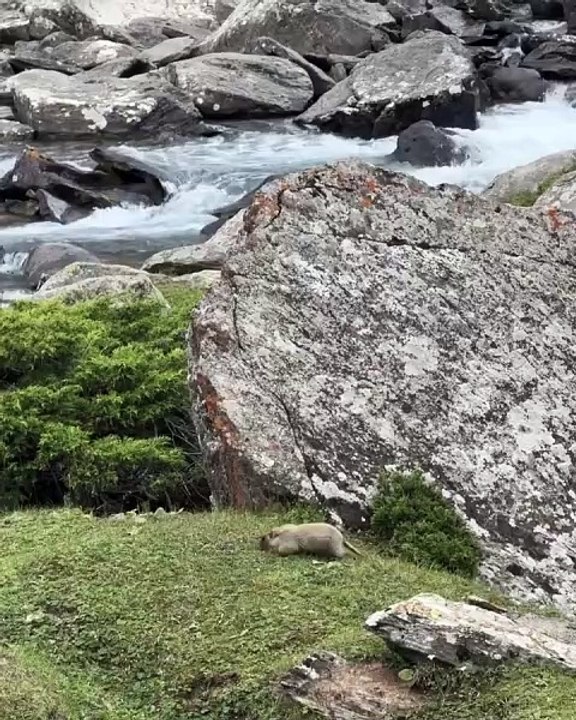 🐾 Welcome to the purr-fect world of cats! 🐱 In today’s video, we dive int