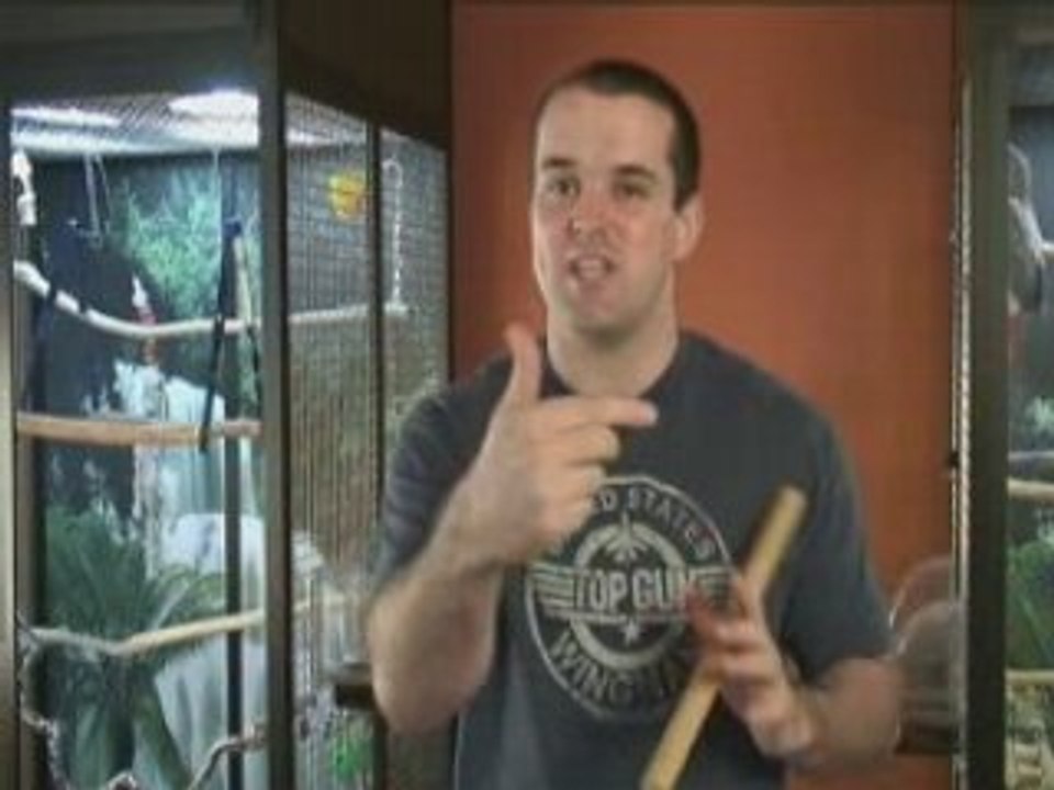Tips for Training Quacker Parrot