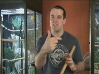 Tips for Training Quacker Parrot