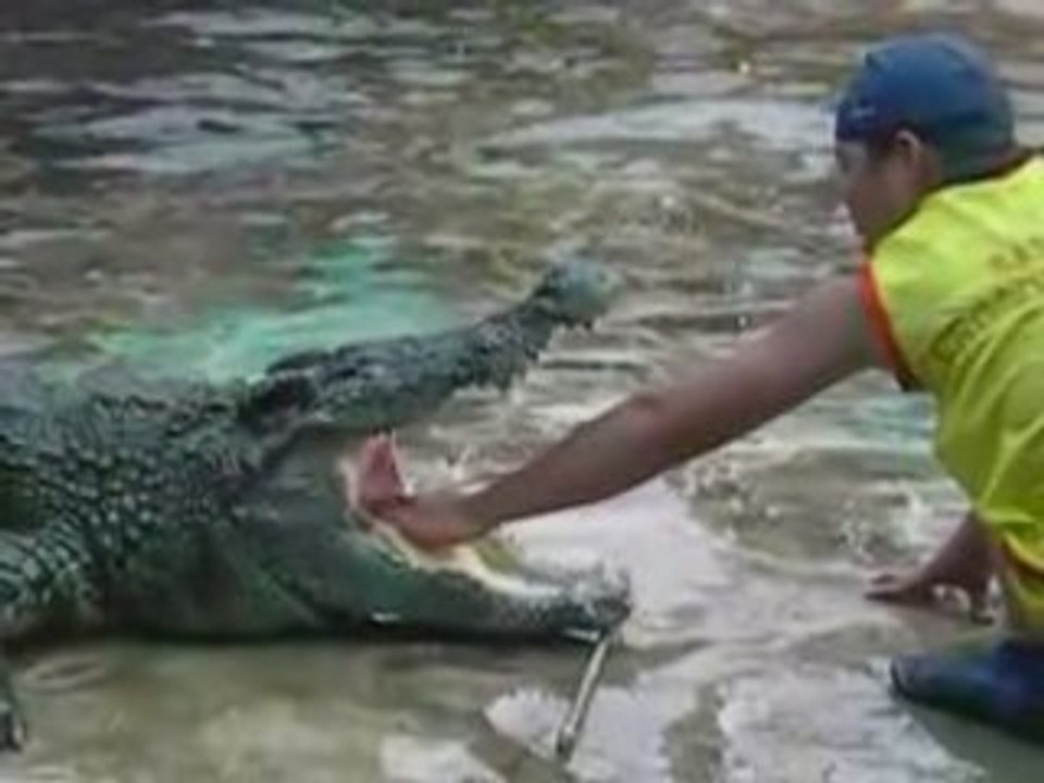 Crocodile