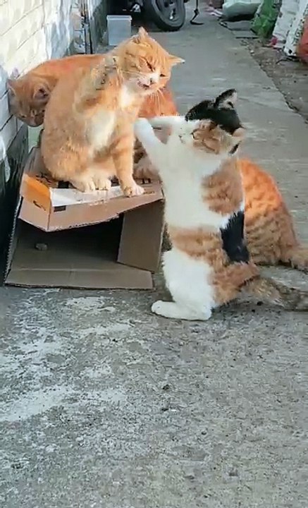 Funniest cats | cute animals  #animals #shorts #cat #cuteanimals