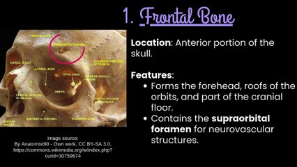 Bones of the Skull: Detailed Overview with Cranial Bones in Focus