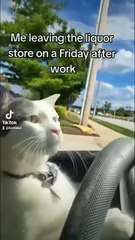I let my cat drive the car(360P)