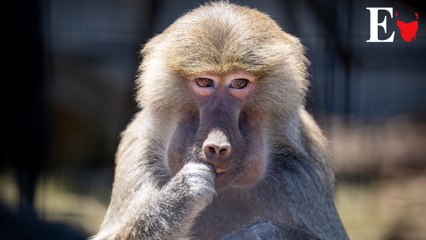 Tasmania Zoo welcomes four Hamadryas baboons (13/12/24)
