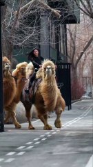 Chinese TikTok-DIY Magic: Create Something Amazing