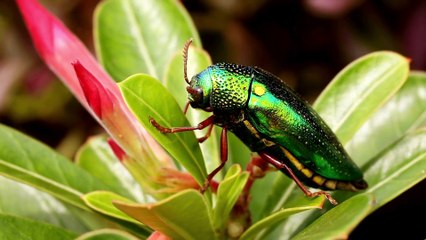 Rhinoceros Beetle Close Up