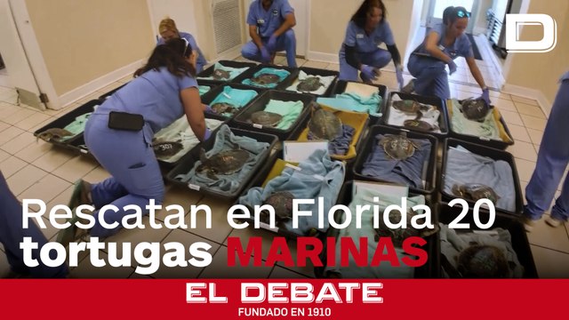Rescatan en Florida un grupo de tortugas marinas lora para recibir tratamiento