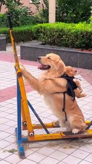 Just enjoying dog and puppy 🐶😊