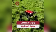روبوت مخصص لرعاية الماشية