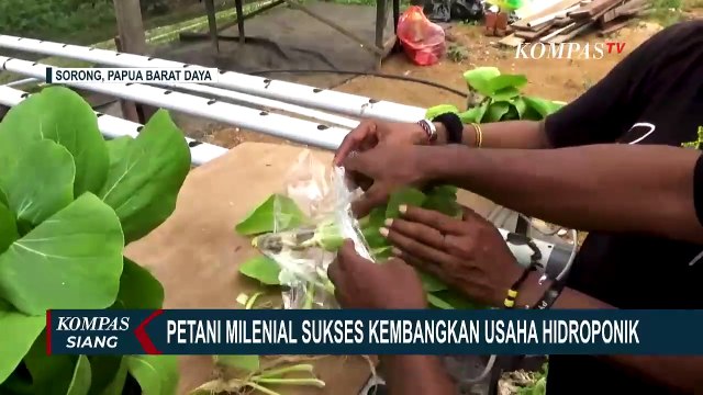 Petani Milenial Sukses Kembangkan Hidroponik, Pasarkan Sayuran ke Kapal Pesiar dan Supermarket