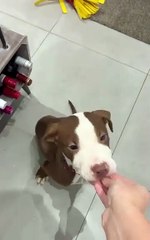 Angel at Helping Yorkshire Poundies