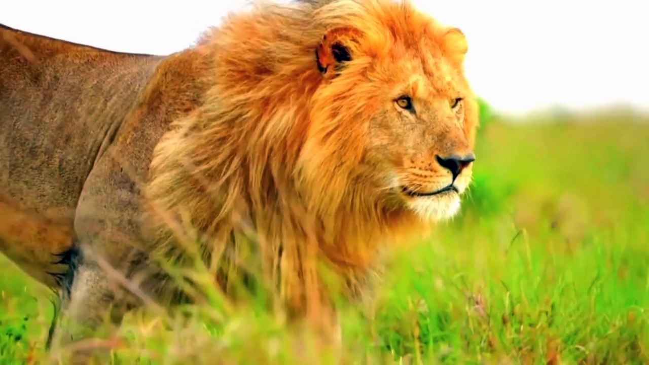 Beautiful Animals in the Forest| Please Subscribe and Like