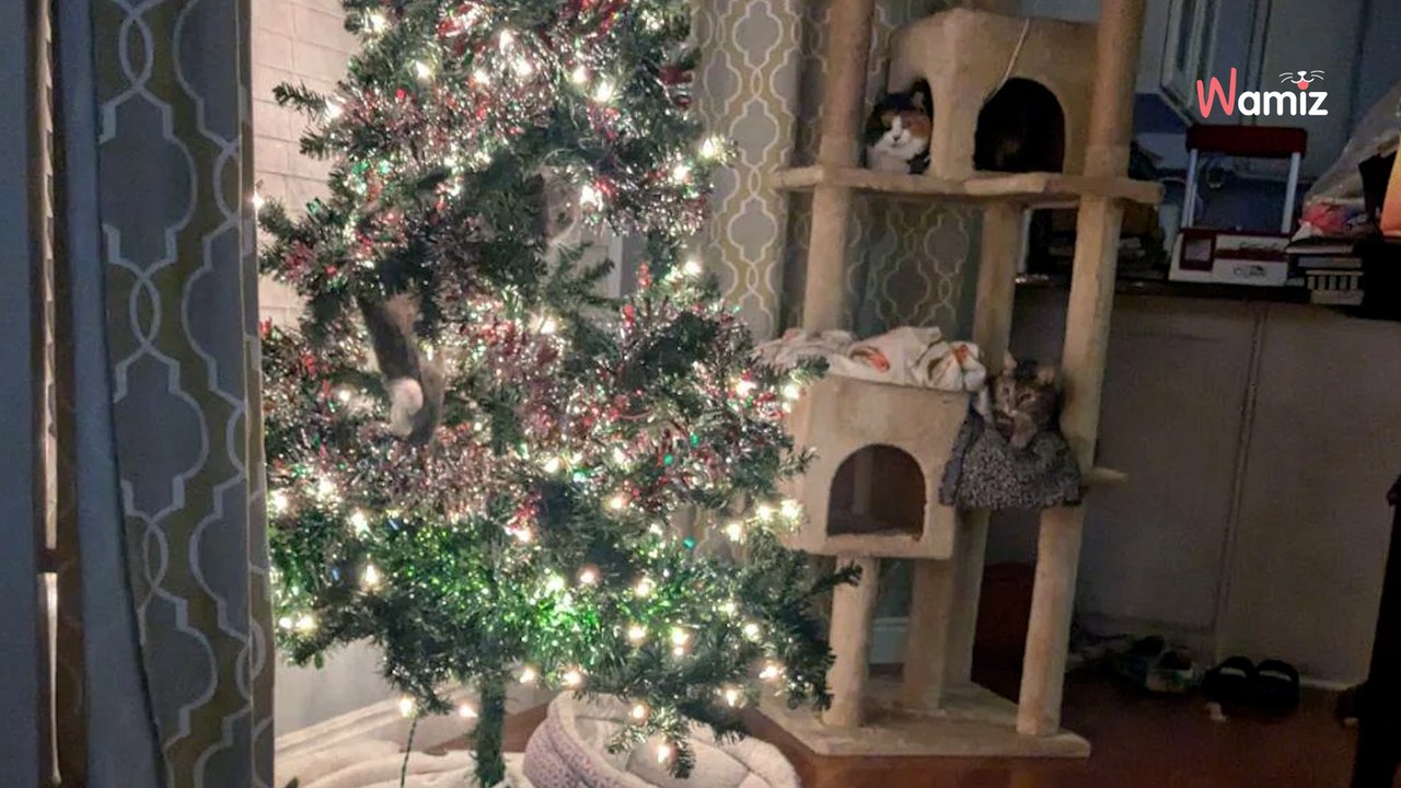Saurez-vous retrouver les trois chats cachés dans ce décor de Noël ?