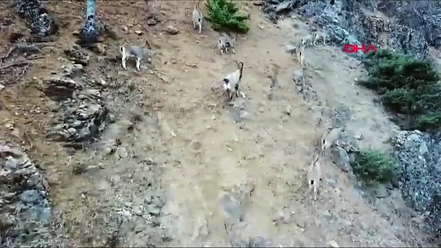 Kaçak avcılık yapan milletvekiline para cezası