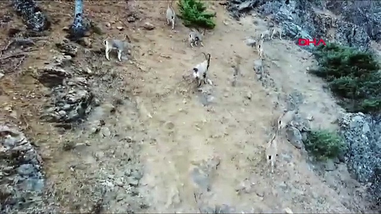 Kaçak avcılık yapan milletvekiline para cezası