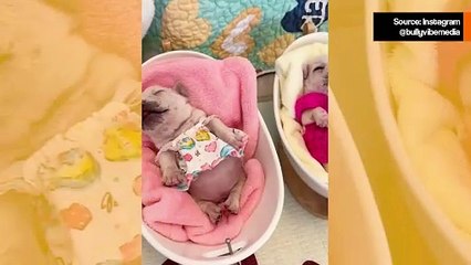 Tämä video nukkuvista ranskanbulldogin pennuista on suloisin asia, jonka näet tänään