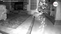 Los regalos desaparecen de su árbol por la noche: se tienen que reír al ver la cámara de seguridad