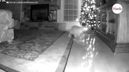 Los regalos desaparecen de su árbol por la noche: se tienen que reír al ver la cámara de seguridad