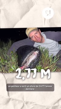 Les silures peuvent manger ton chien ?!