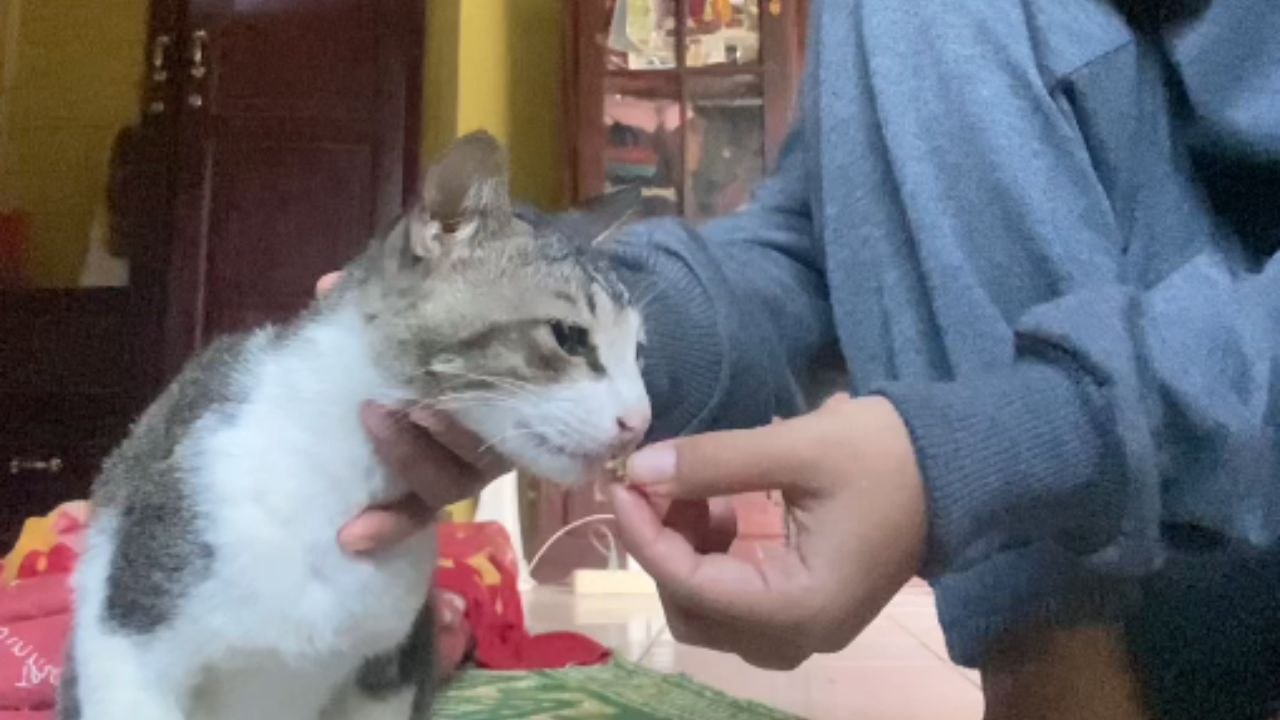 Girl feeding a cat with fish meal ends up with a bitten finger