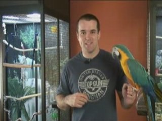 A Parrot Guide To Fixing Your Bird's Behavior Problems