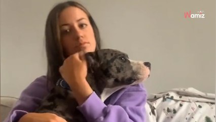 Une bénévole emmène un chien de refuge pour une « excursion d'une journée » et ne le rend jamais (Vidéo)