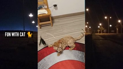 Fun With Cat 😺 Funny Short Video | Watch Till End