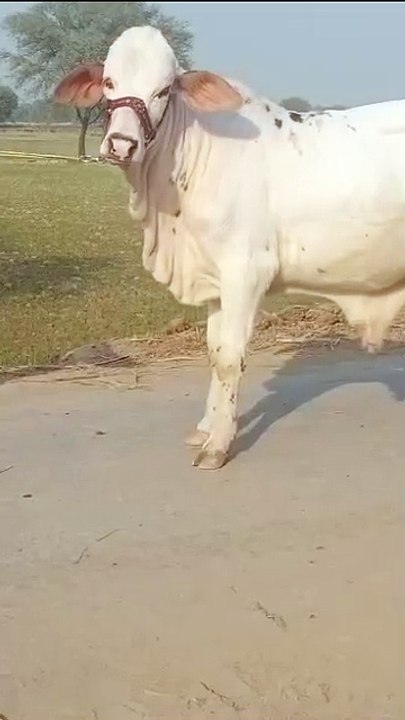 Cow in pakistan
