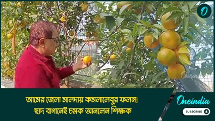আমের জেলা মালদায় কমলালেবুর ফলন! ছাদ বাগানেই চমক আনলেন প্রাক্তন শিক্ষক