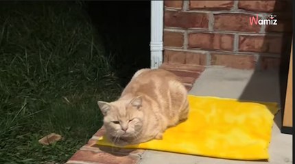 Elle trouve un chat errant sur son proche : émue, elle se remonte les manches pour lui offrir un endroit chaleureux
