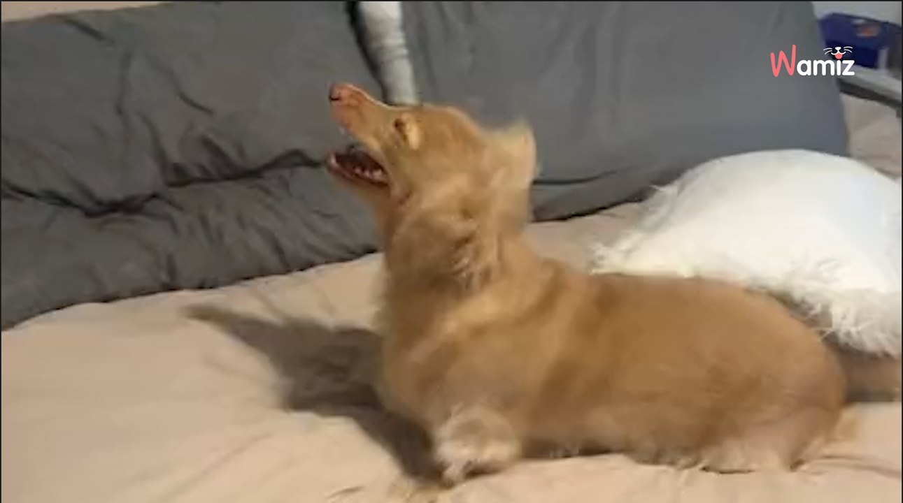 Dackel muss niesen: Auf TikTok trauen sie ihren Augen und Ohren nicht