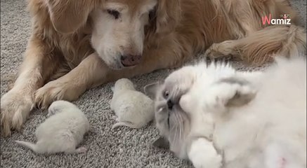 Heartwarming moment Ragdoll cat brings kittens to meet the dog she grew up with (video)