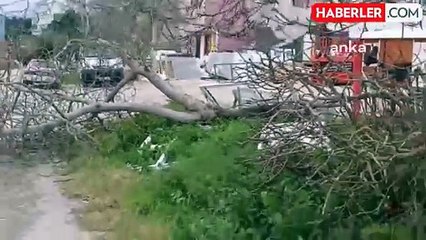 Sinop'ta Şiddetli Rüzgar Dükkan Çatısını Uçurdu, Ağaçları Devrildi