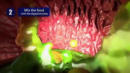 How does your body turn food into poop_ Human digestive system