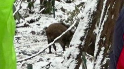 한라산에 멧돼지떼 출몰...탐방객들 놀라 / YTN