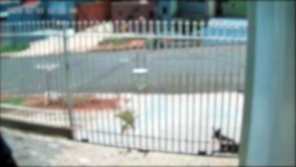 Cachorro é baleado enquanto aguardava tutor na porta de casa